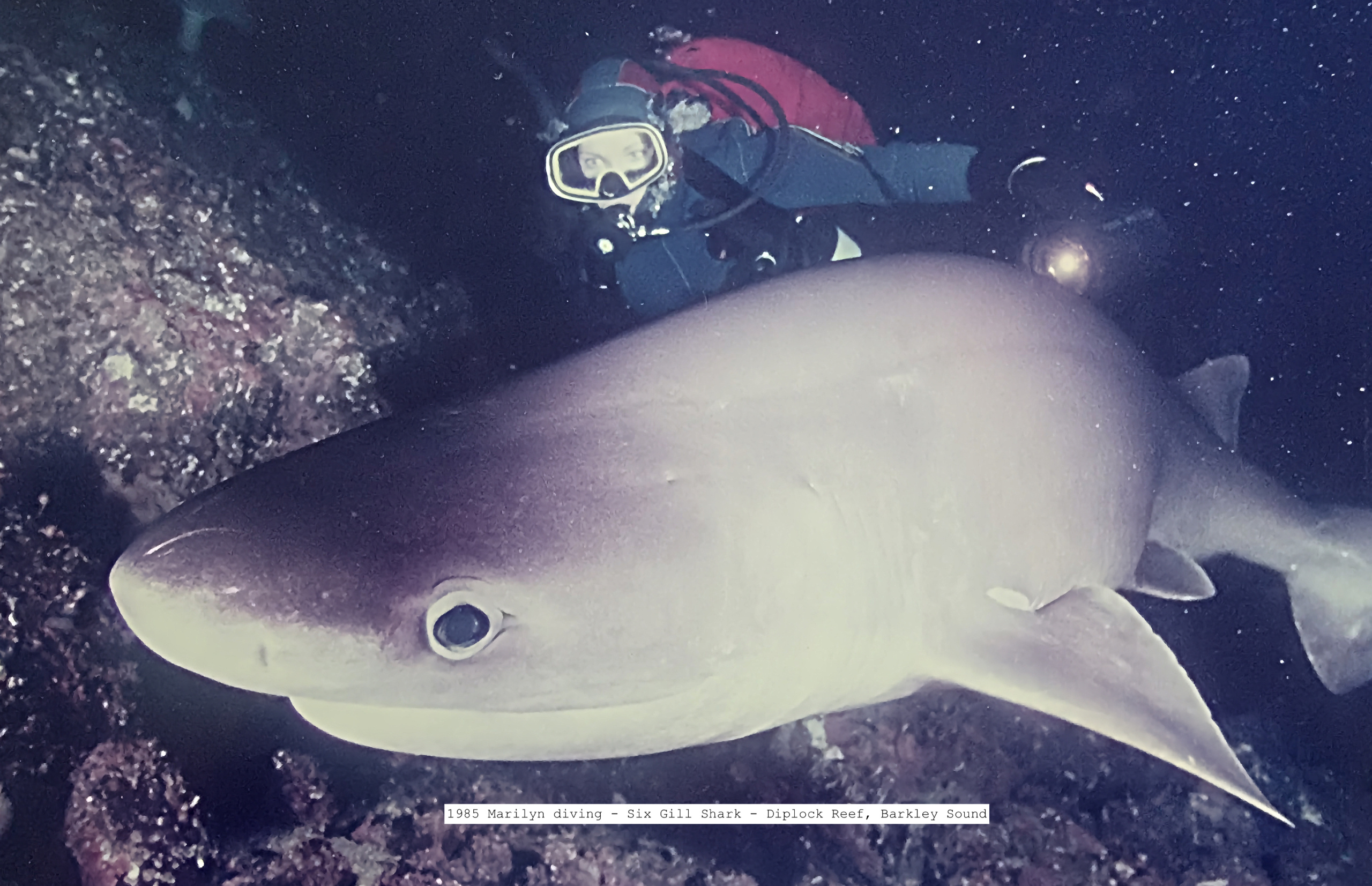 Marilyn diving beside a six gill shark
